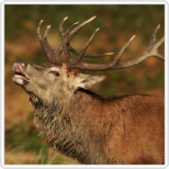 red-stag-33391851_s-Copyright - Karen Antcliffe